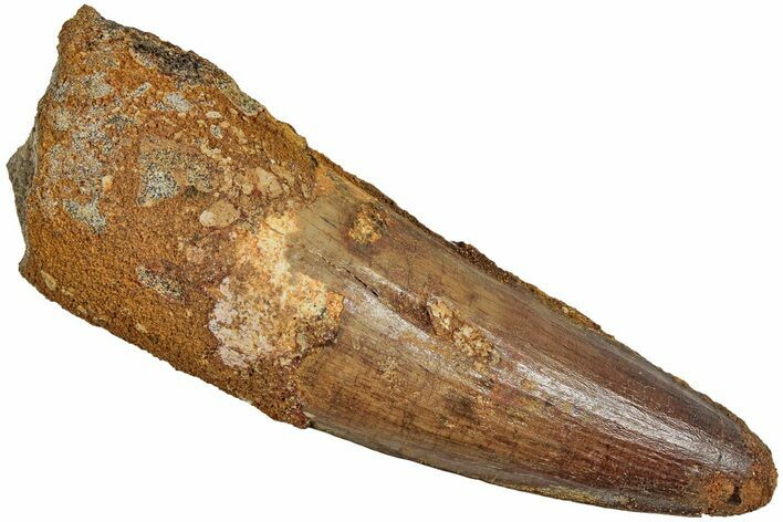 Fossil Spinosaurus Tooth - Real Dinosaur Tooth #233801